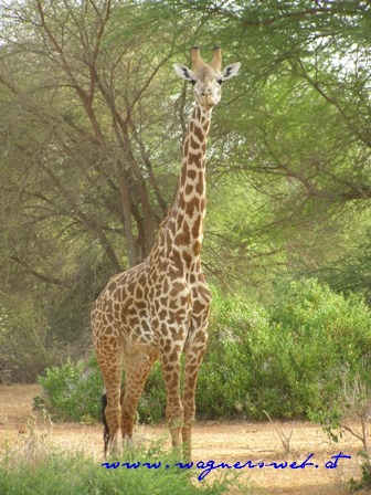 Kenia 2011 