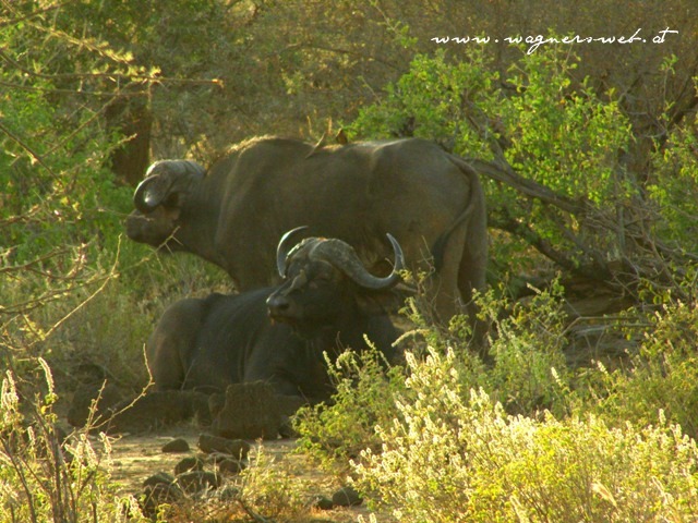 Kenia 2011 