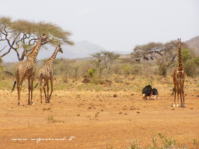Kenia 2011 