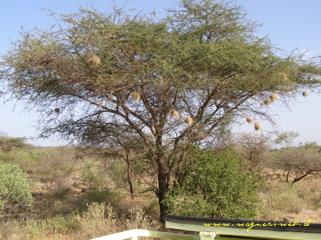 Kenia 2011 