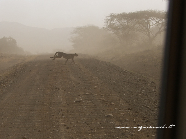 Kenia 2011 