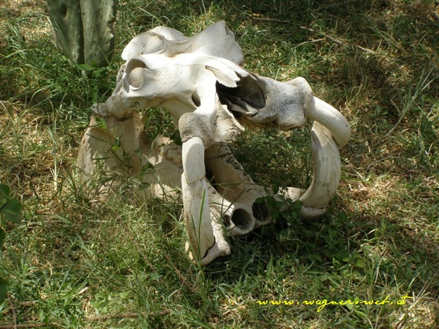 Kenia 2011 