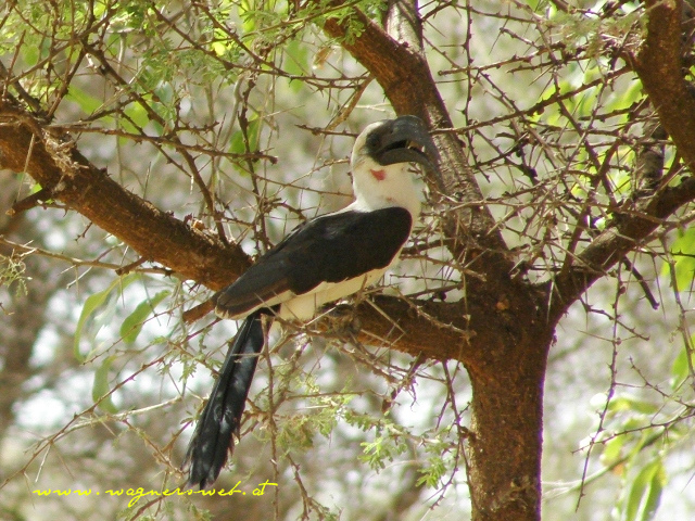 Kenia 2011 