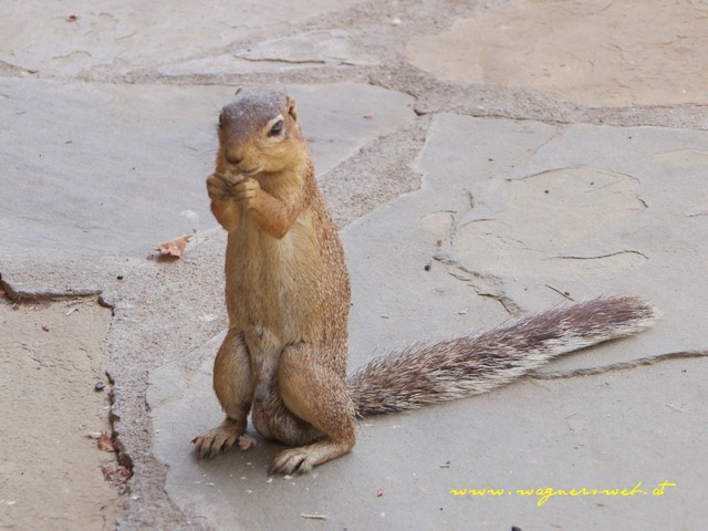Kenia 2011 