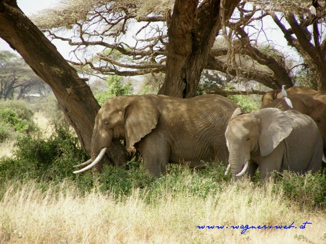 Kenia 2011 