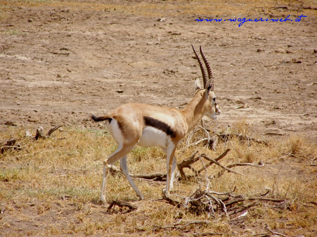 Kenia 2011 