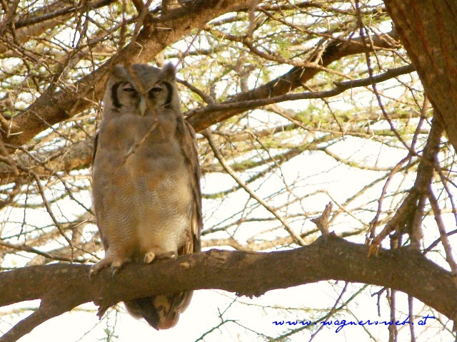Kenia 2011 