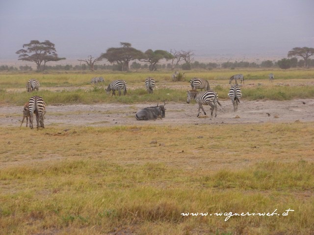 Kenia 2011 