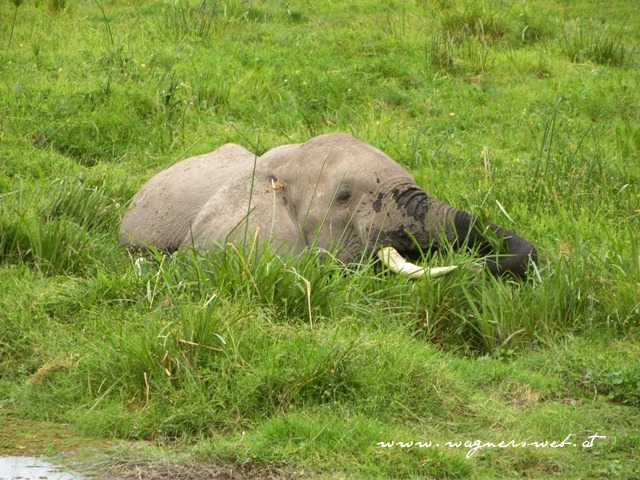 Kenia 2011 