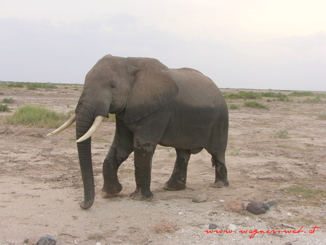 Kenia 2011 