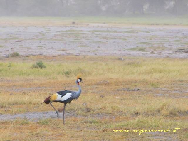 Kenia 2011 