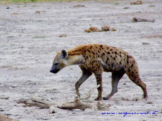 Kenia 2011 