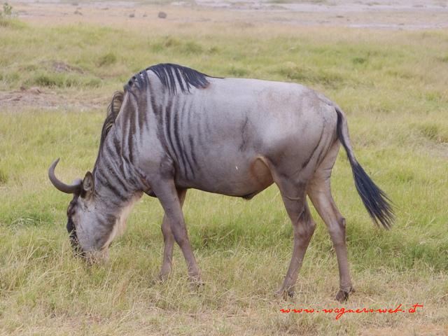 Kenia 2011 